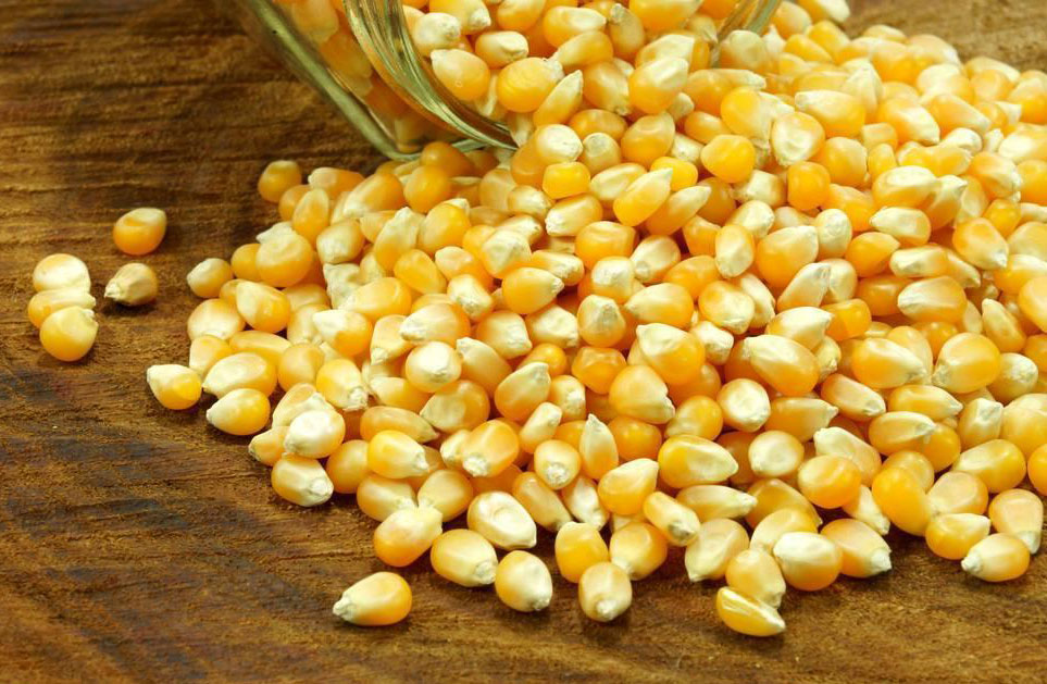 玉米2.jpg